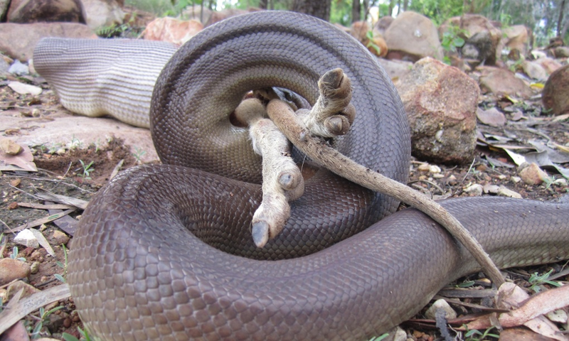 Illustration for article titled Incredible Images Show A Python Devouring An Entire Wallaby